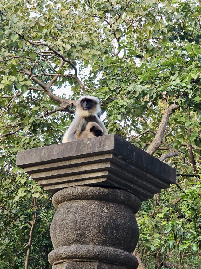A langur sits calmly with her baby on top of an old stone pillar at Kanheri Caves in Borivali, Mumbai, surrounded by green forest.