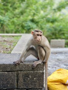 A monkey sits on a stone platform near the Elephanta Caves in Mumbai, calmly watching visitors against a backdrop of the forest.  