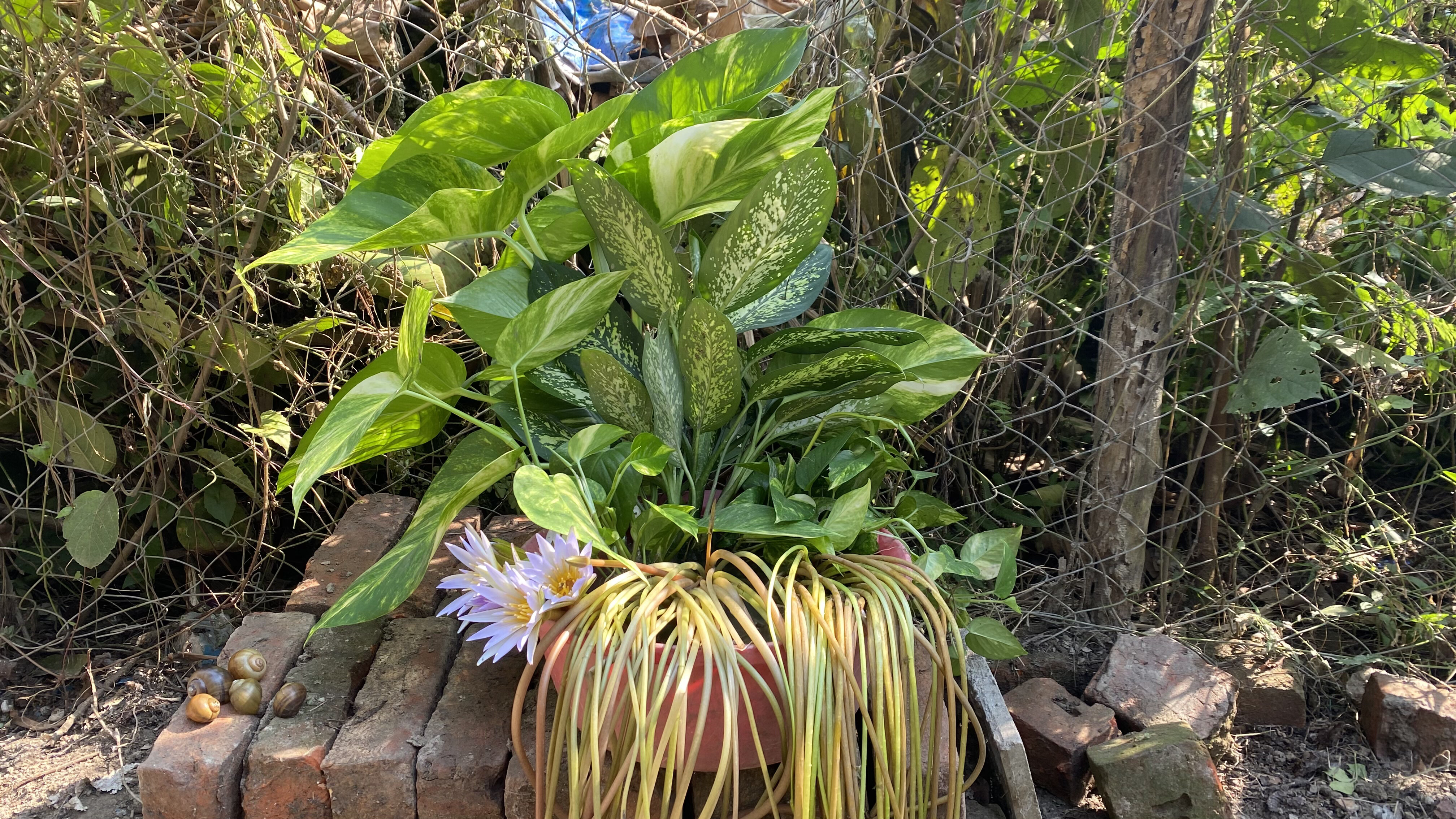 Potted green plant with lush leaves and yellowing strands sits on a pile of bricks, with a wire fence and foliage in the background. Calm, rustic setting.