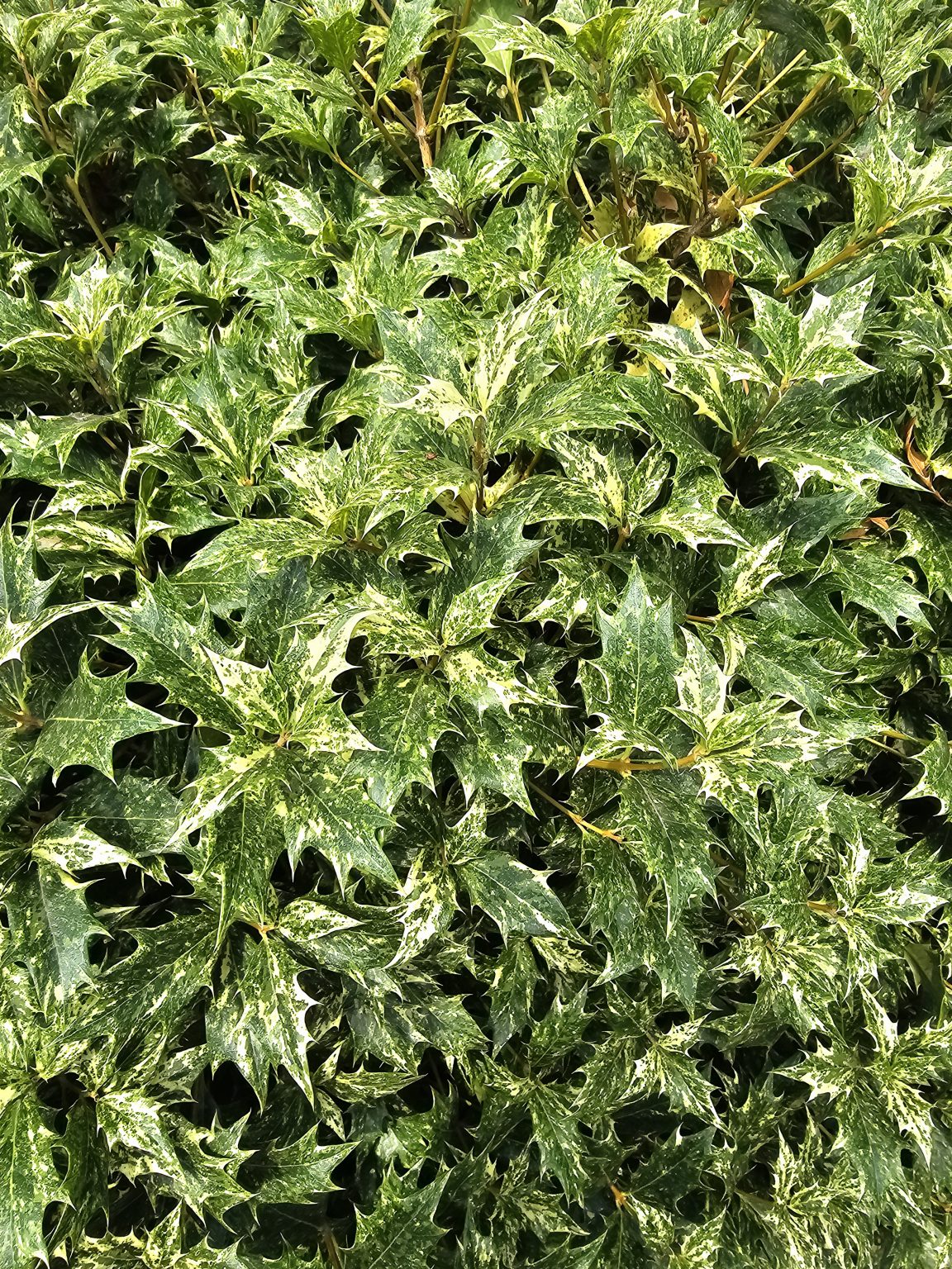 A close look at bright green, variegated leaves forming a thick, textured plant cover in downtown Portland.