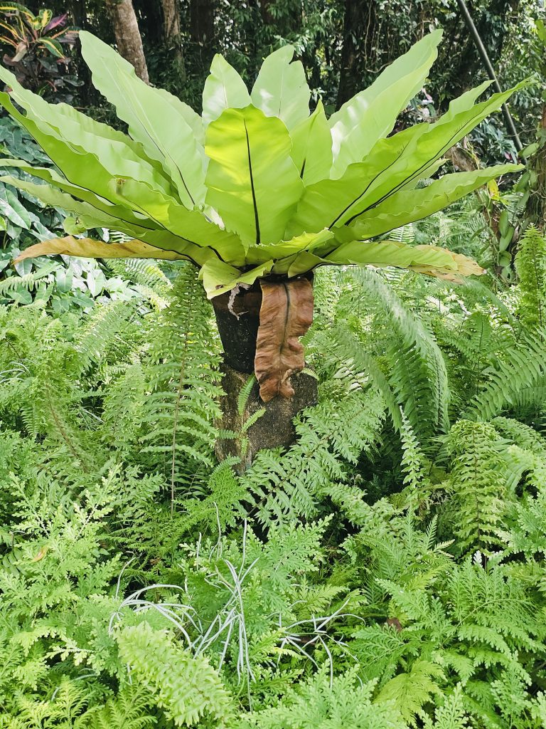 A wide bird’s nest fern sits on a raised base surrounded by thick ferns in the Malabar Botanical Garden, Kozhikode. The fresh green shades make the scene look lush and serene.