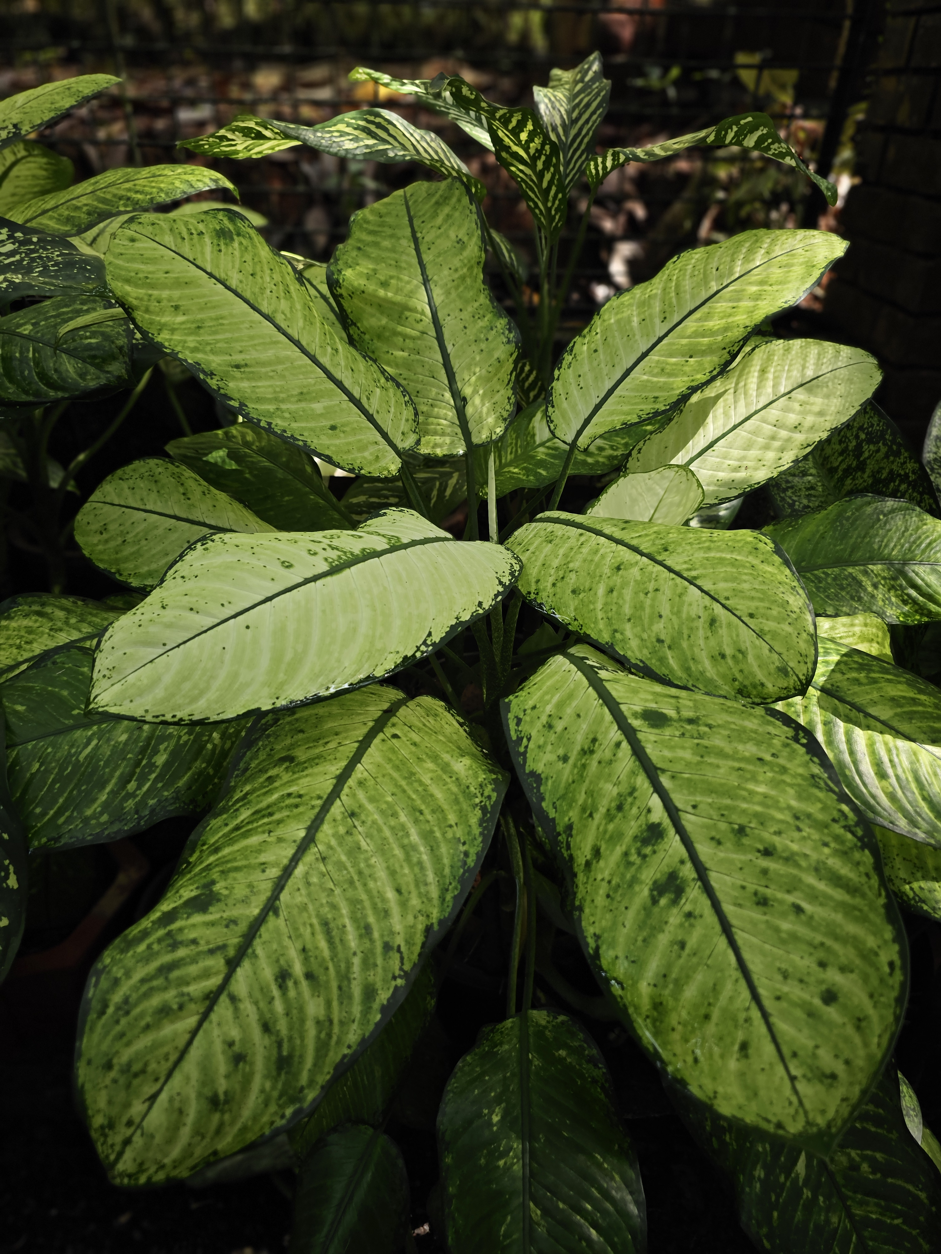 A group of large leaves with soft green stripes, growing thick and healthy in the Malabar Botanical Garden, Kozhikode. The plant shows a lovely mix of light and dark tones. 