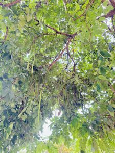 View of a lush green tree canopy with long, hanging seed pods. Sunlight filters through the leaves, creating a serene, dappled effect.
