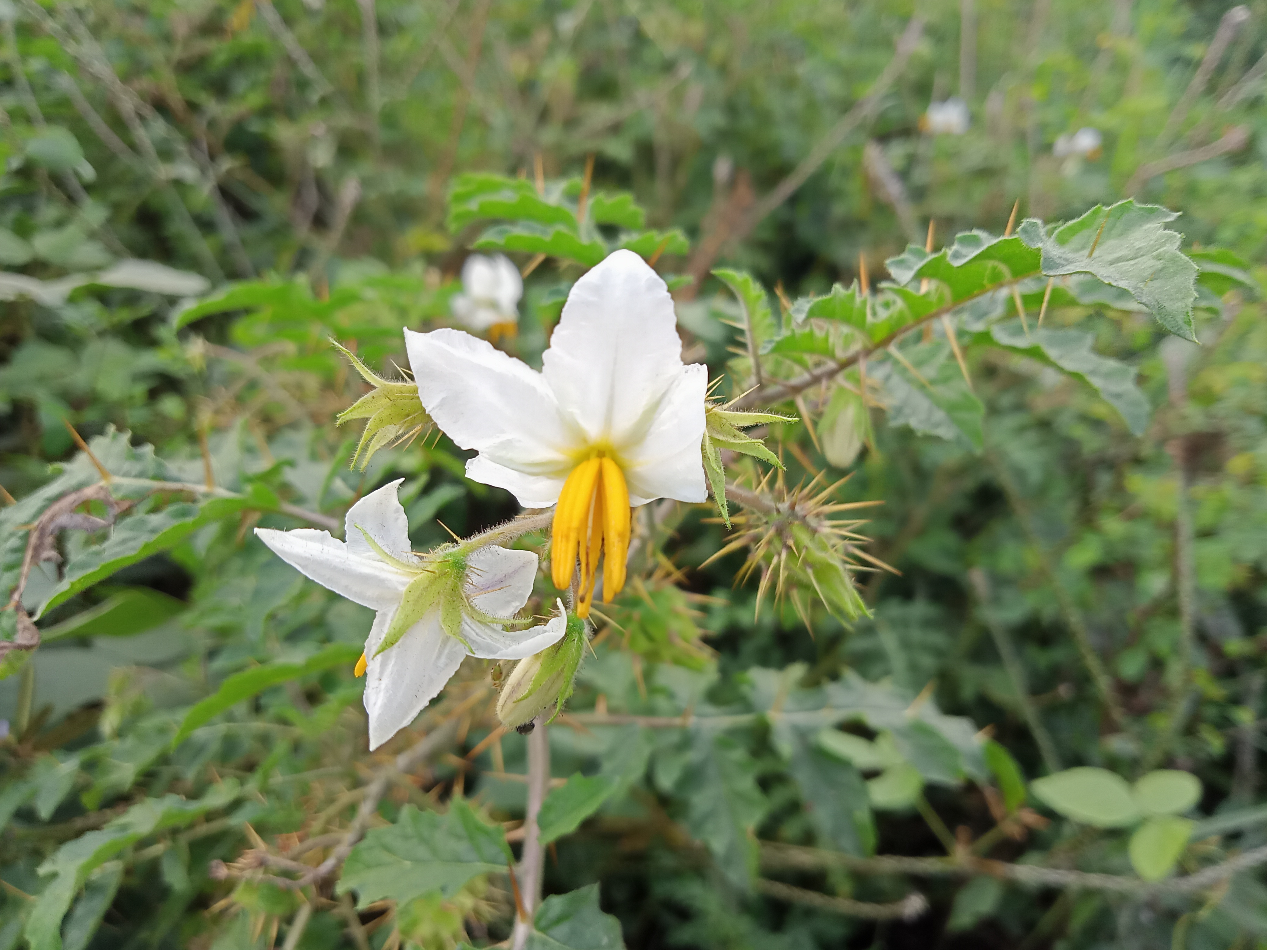 Close-up of a white flowering plant with yellow stamens in Kawtoli, Brahmanbaria, Bangladesh.
