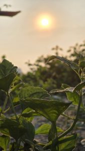 A photograph of golden hour, sunset view through bush leaves. The sun looks bright yellowish golden and looks like an orange halo around. Focus is on some close leaves.