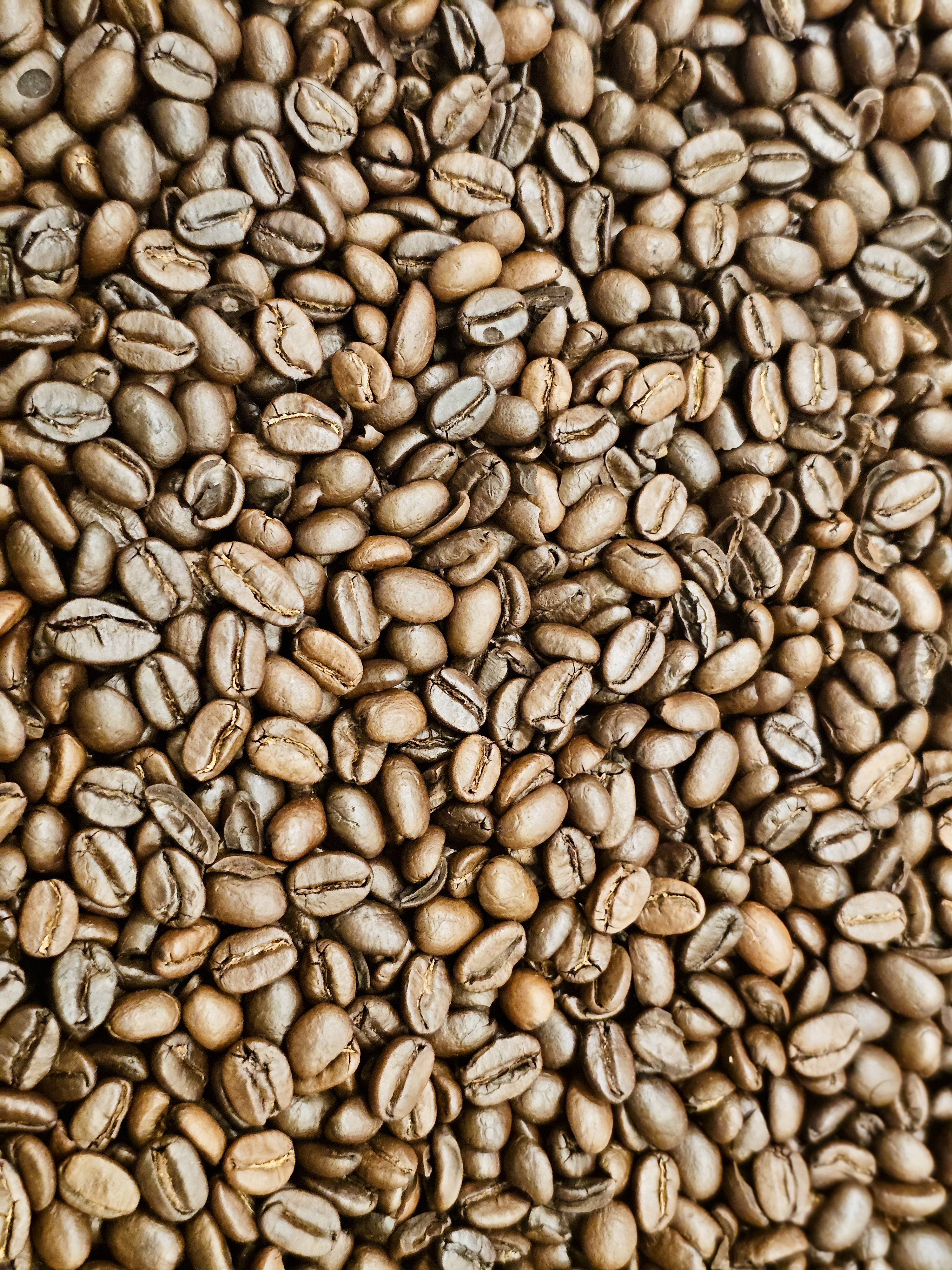 A close-up view of roasted coffee beans showing their rich brown color and smooth texture. Each bean looks shiny and full of flavor. Captured from a coffee stored in Kozhikode, Kerala.