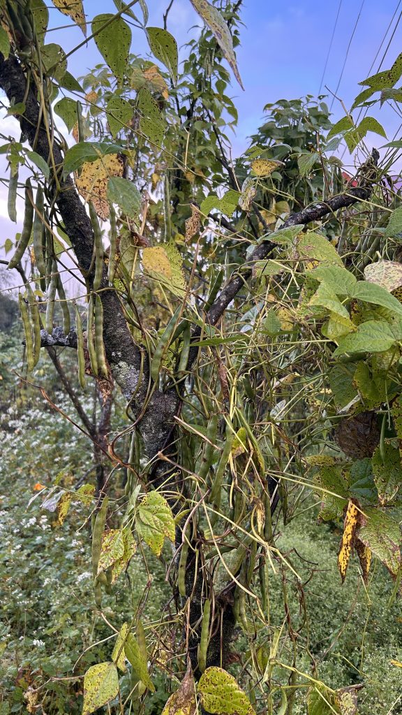 A close-up view of a tree with green, yellowing leaves and long, slender green pods hanging from its branches