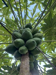 A close-up view from beneath a papaya tree, showcasing a cluster of green, unripe papayas hanging from the trunk. 