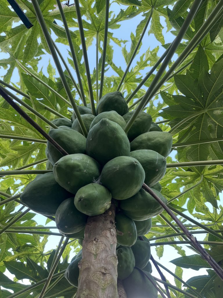 A close-up view from beneath a papaya tree, showcasing a cluster of green, unripe papayas hanging from the trunk.