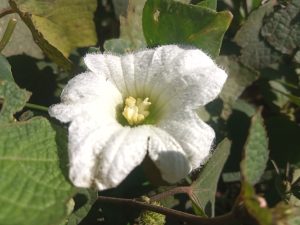 A white flower in the jungle at Kawtoli, Brahmanbaria, Bangladesh