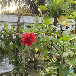 A vibrant red hibiscus flower blooms amidst lush green foliage in a garden. Sunlight filters through palm fronds, creating a serene and tropical ambiance.