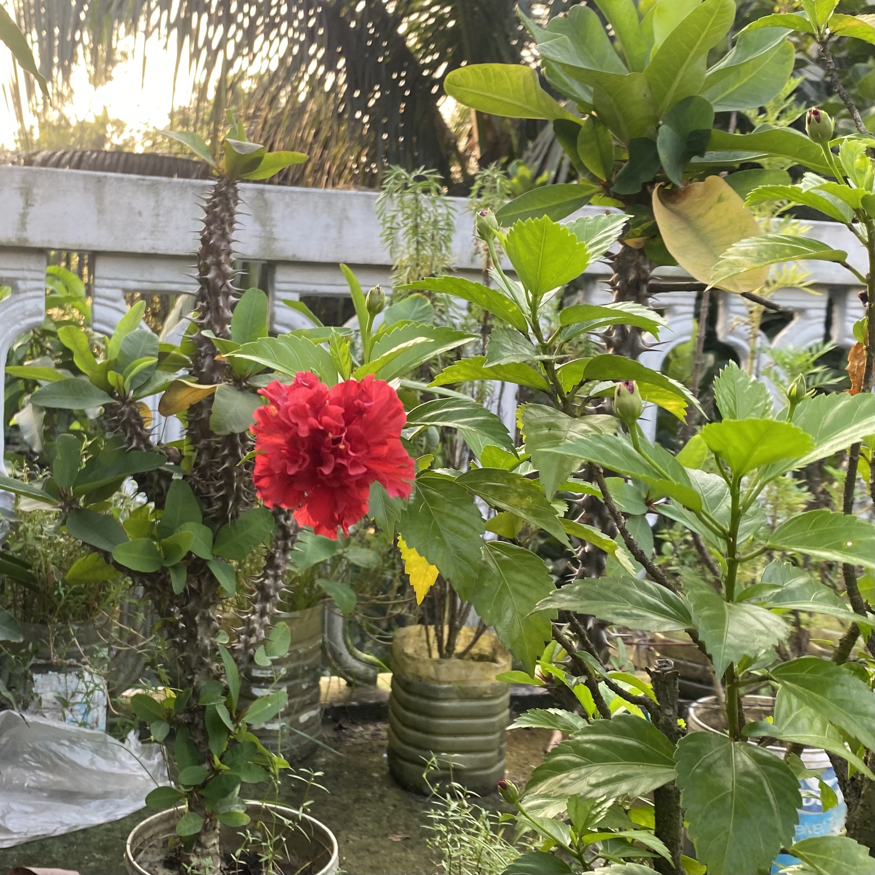 A vibrant red hibiscus flower blooms amidst lush green foliage in a garden. Sunlight filters through palm fronds, creating a serene and tropical ambiance.