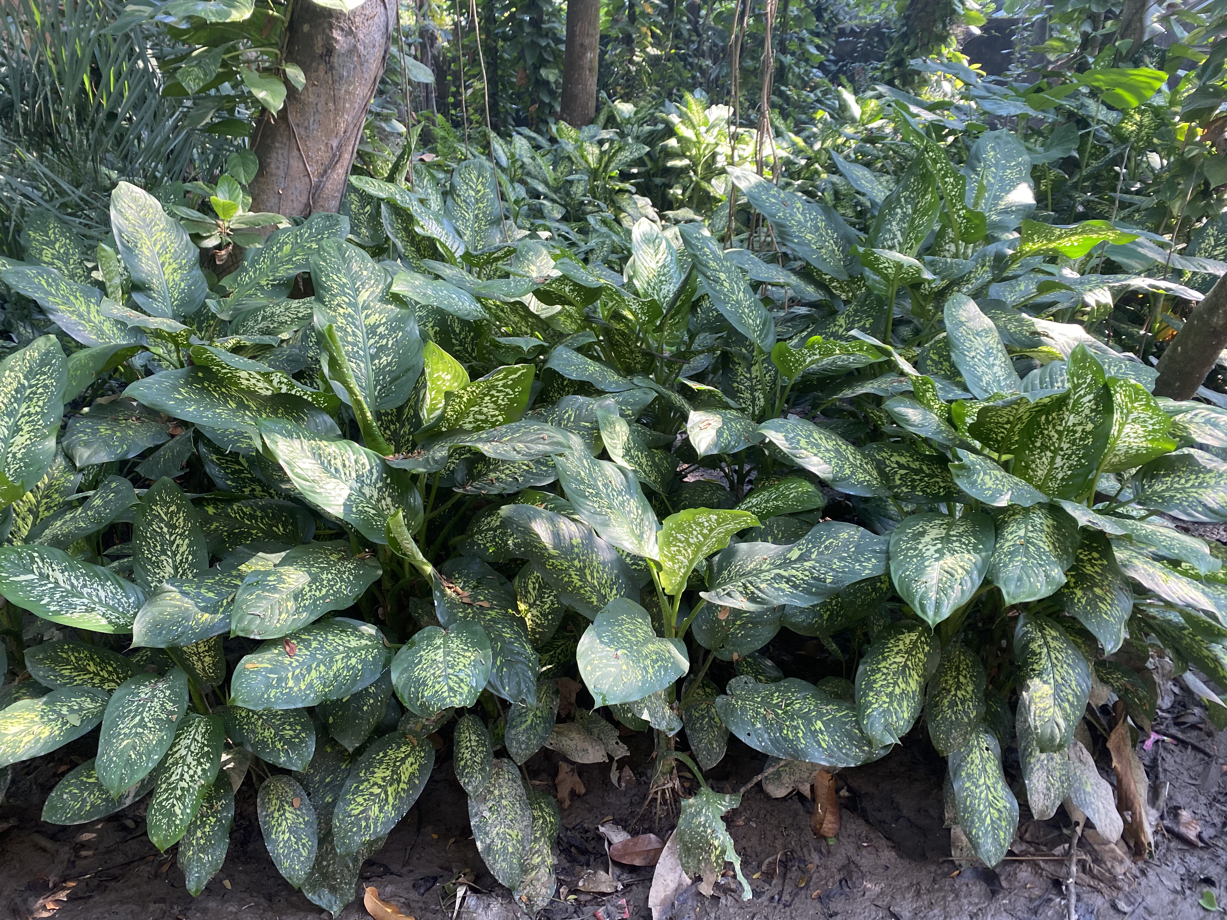 Dense cluster of green spotted plants with broad leaves in a shaded garden, surrounded by trees and dappled sunlight filtering through.