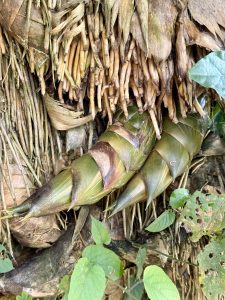 Fresh bamboo shoots emerge from the thick base of a bamboo clump, surrounded by dried sheaths and roots, photo taken in Perumanna, Kozhikode, Kerala. 