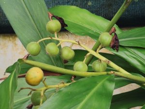 Small, round, green fruits grow on a ginger plant at the Malabar Botanical Garden, Kozhikode. The fresh leaves and soft texture of the fruits show the plant’s early growth in a calm garden space. 