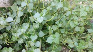 A dense, close-up view of a vibrant green, creeping herbaceous plant. It has small, heart-shaped leaves and numerous slender, upright, greenish flower spikes emerging from the foliage.