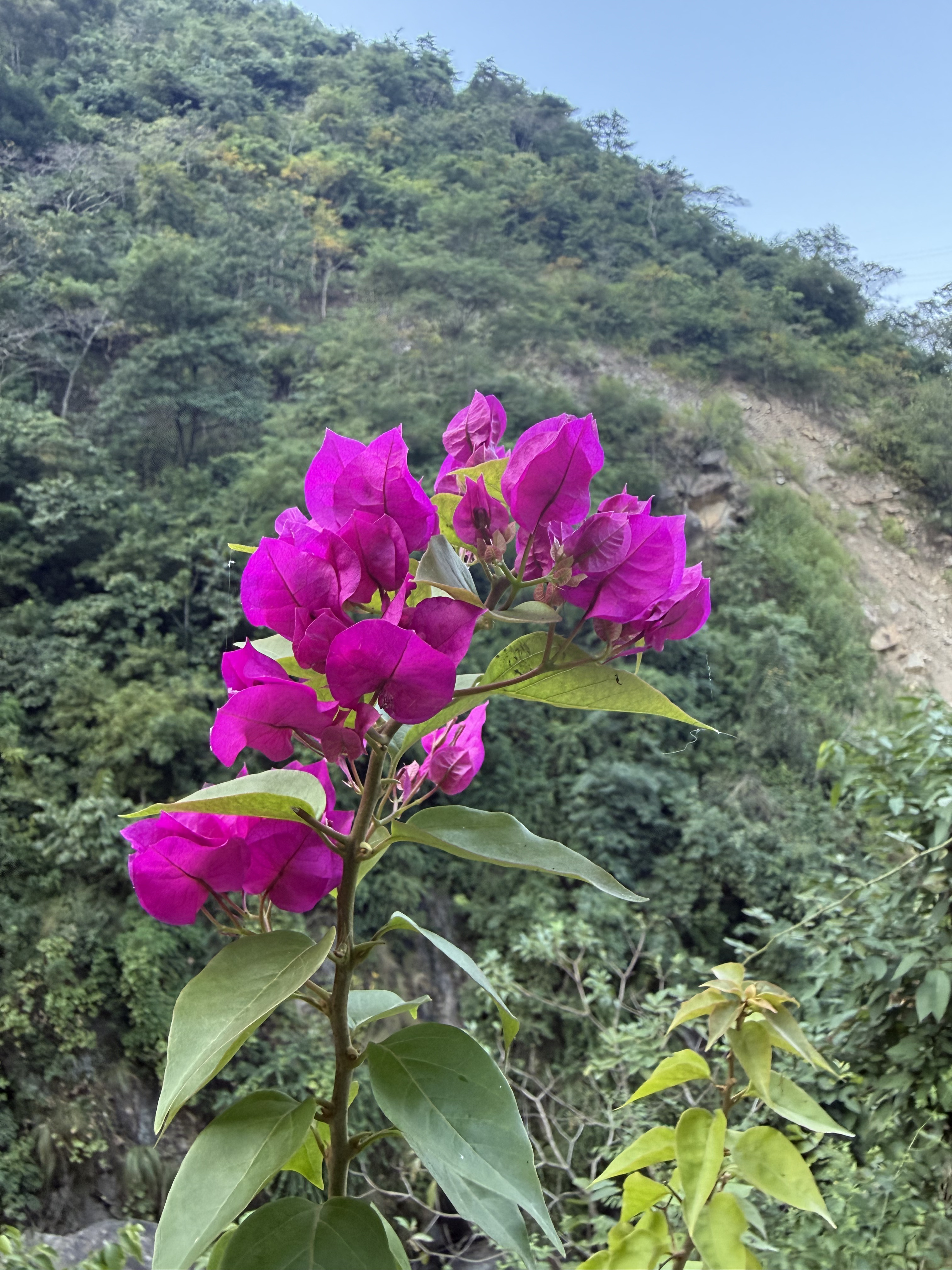A close-up of vibrant pink bougainvillea flowers, with lush green foliage in the background.