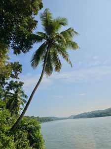 A leaning coconut tree by the riverside on a sunny day, with greenery and blue sky. Captured in Perumanna, Kozhikode, Kerala. 
