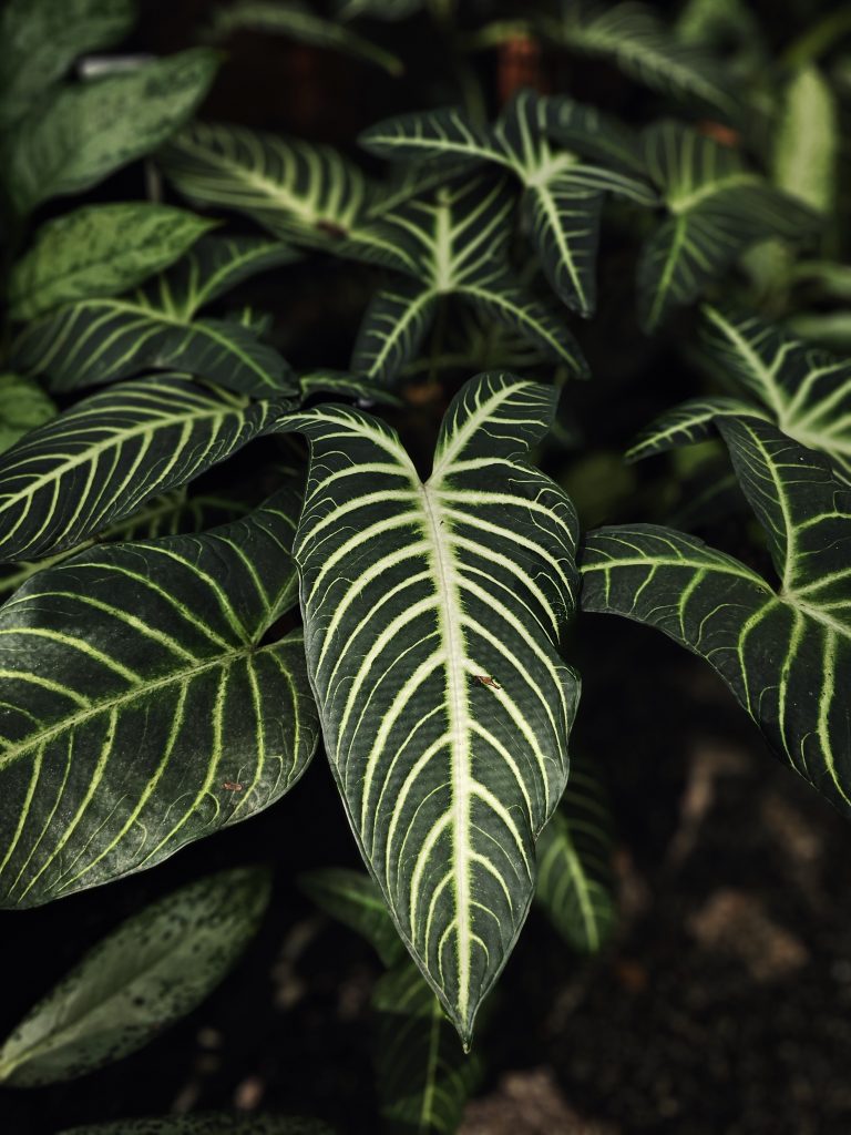 A striking plant from the Malabar Botanical Garden, Kozhikode, with dark leaves and bright white veins. The strong contrast makes the foliage look bold and eye-catching.