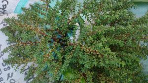 A close-up, overhead view of a densely branched plant with tiny, bright green leaves and slender, reddish-brown stems. The plant is positioned on a white, possibly woven sack or material with faint dark markings.