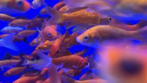 A mass of small goldfish at various depths of focus, with a blue background.