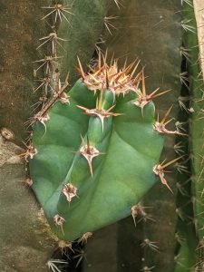 A small, new green cactus pad with star-shaped clusters of sharp, golden spines against a dark background
