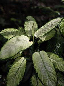 Smooth pale green leaves with dark green borders, captured in the Malabar Botanical Garden, Kozhikode. The gentle light highlights the leaf textures beautifully. 