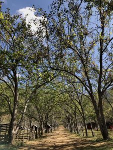 A dirt path leads through an archway of trees, with branches overhead creating a natural canopy.