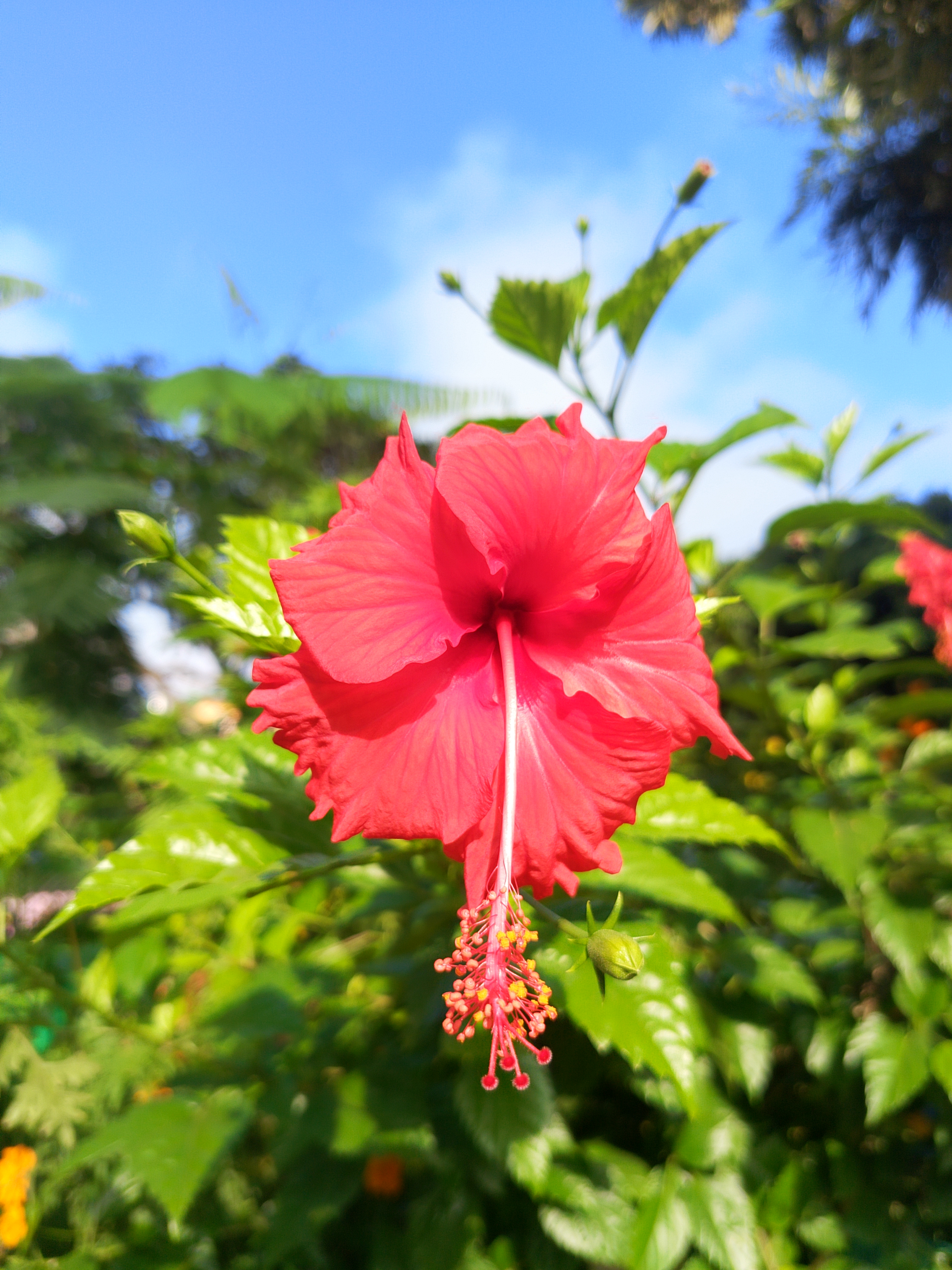 A close-up view of a vibrant red hibiscus flower in full bloom, set against a backdrop of lush green foliage and a bright blue sky.