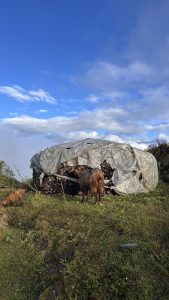 A brown goat stands next to a covered pile of firewood, which is partially visible under a plastic tarp.