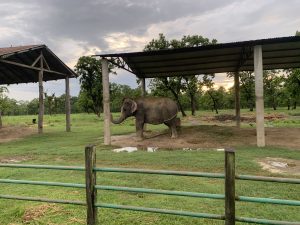 An elephant stands on the grass under a large shelter with a corrugated roof and concrete pillars at the Elephant Breeding Center in Sauraha.