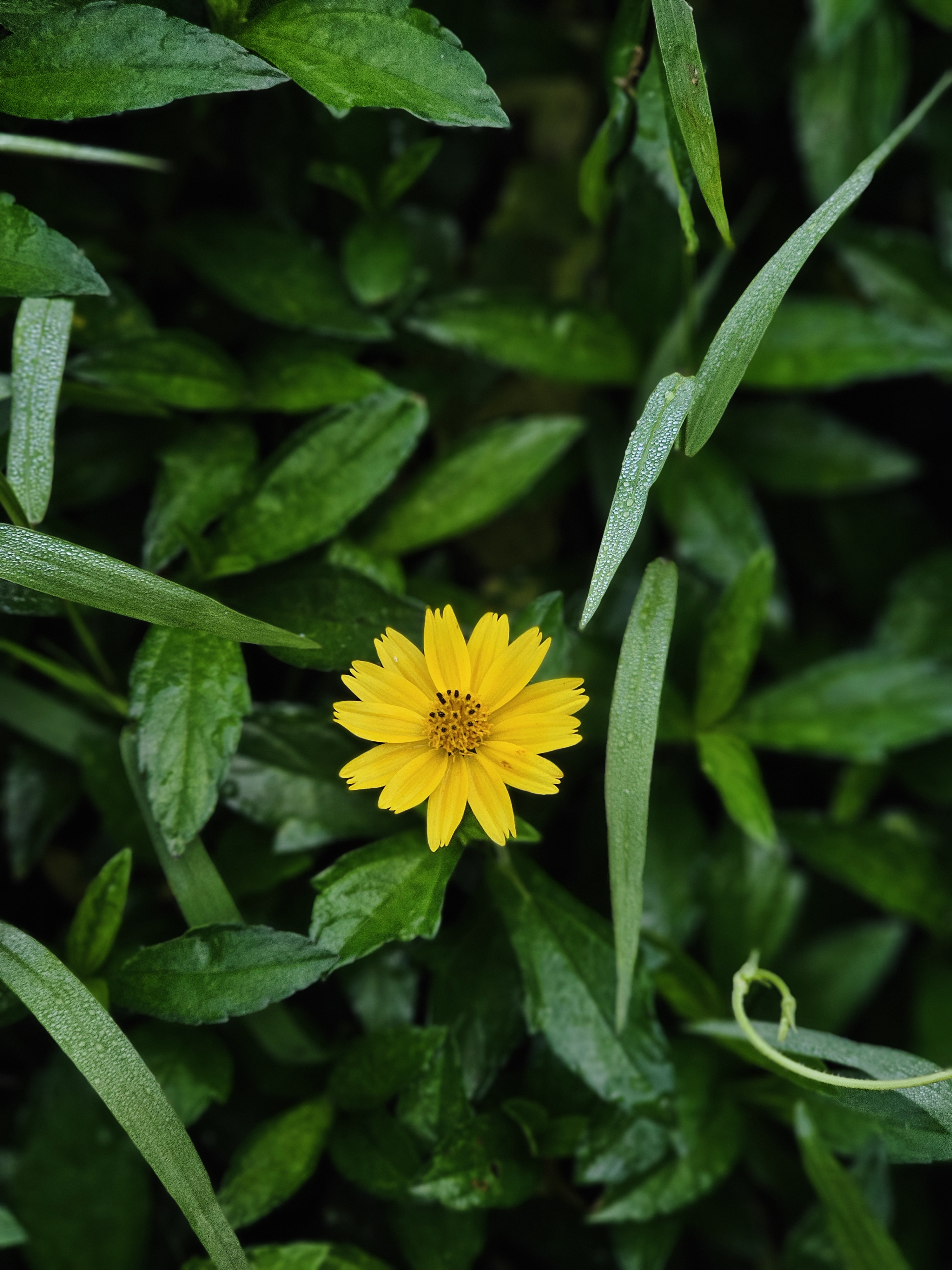 A single bright yellow wildflower blooms among fresh green leaves in Ayamkulam, Mavoor, Kozhikode. The soft morning light and dew-covered leaves make the little flower glow beautifully.