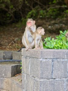 A mother monkey and her young sit together on a stone ledge at the Elephanta Caves in Mumbai, looking calm and alert amid the green surroundings. 