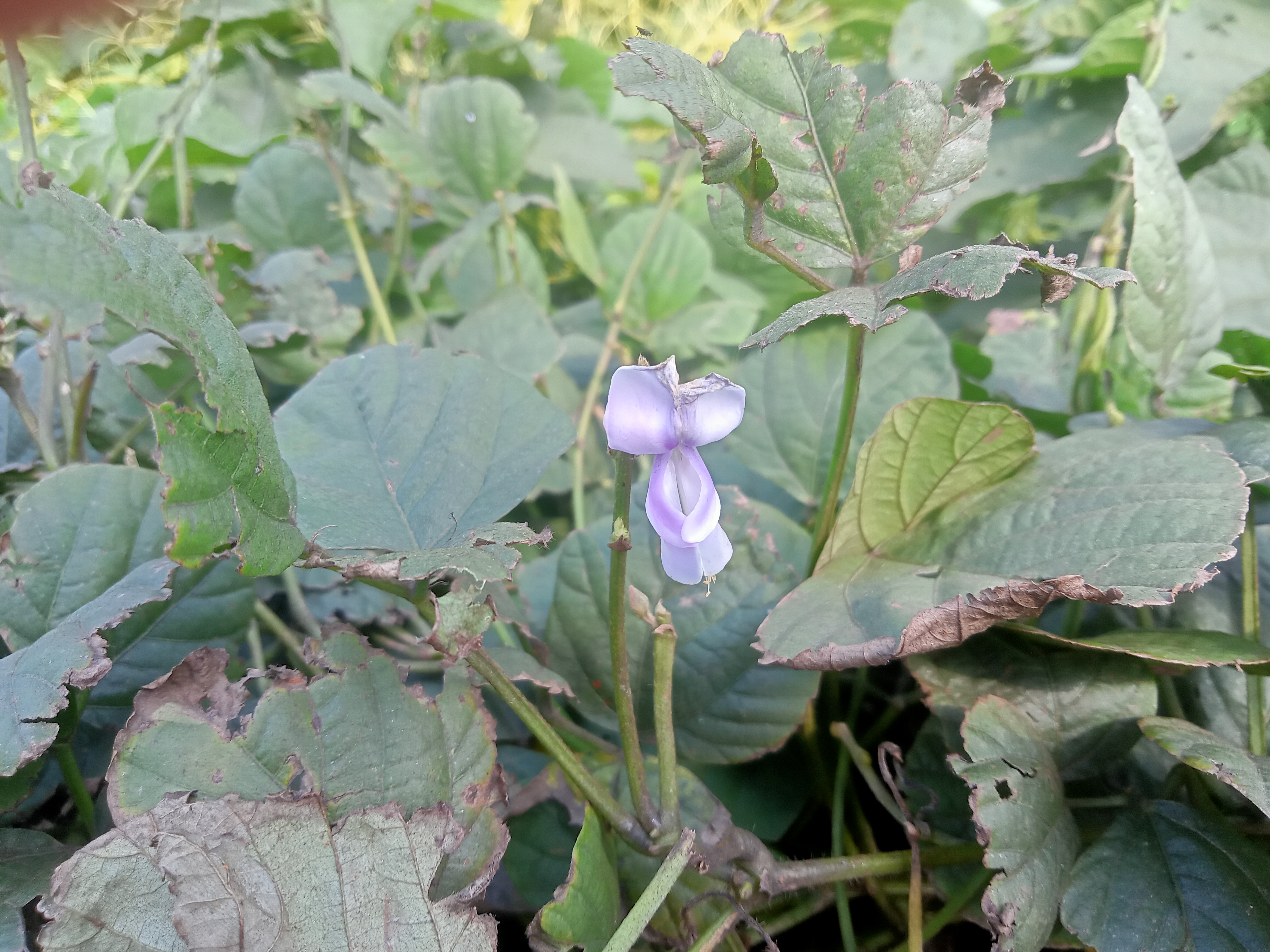 A violet flower with green leafy background in a sunny day at Kawtoli, Brahmanbaria, Bangladesh