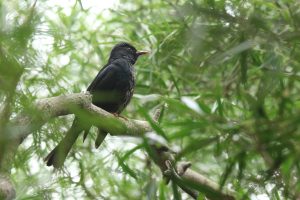 A black crested bird with a reddish-orange beak sits on a branch in Pingtan Island, China.