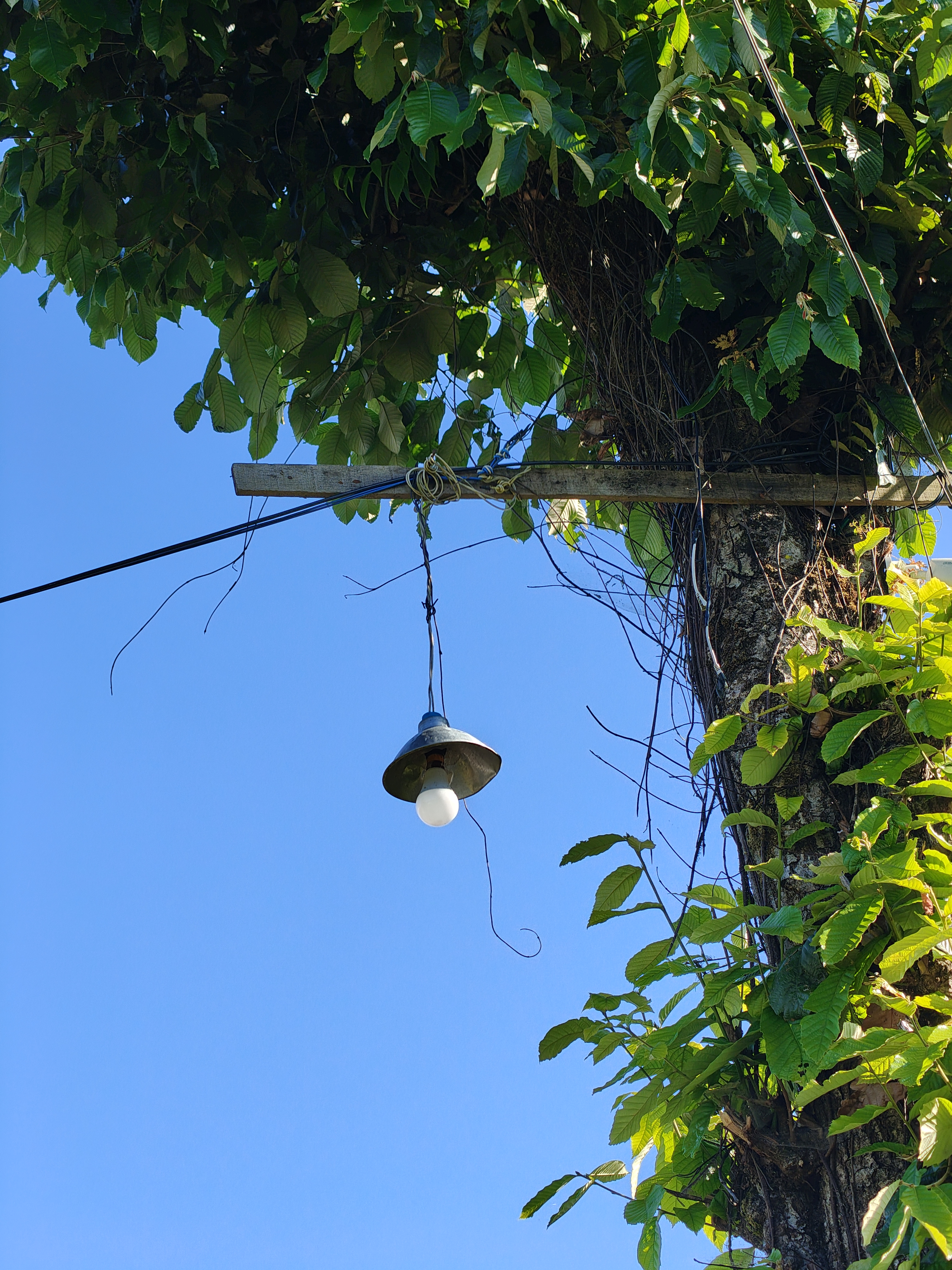A hanging light fixture is attached to a wooden pole, which is partially obscured by lush green leaves.