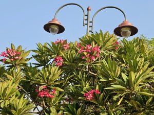 A tree with pink flowers blooming beside twin vintage-style street lamps under a clear sky. Captured in Mumbai, Maharashtra. 