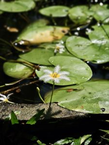 A tiny white Nymphoides indica (water snowflake) flower with a yellow center stands alone above round, floating leaves, catching sunlight at the Malabar Botanical Garden, Kozhikode. 