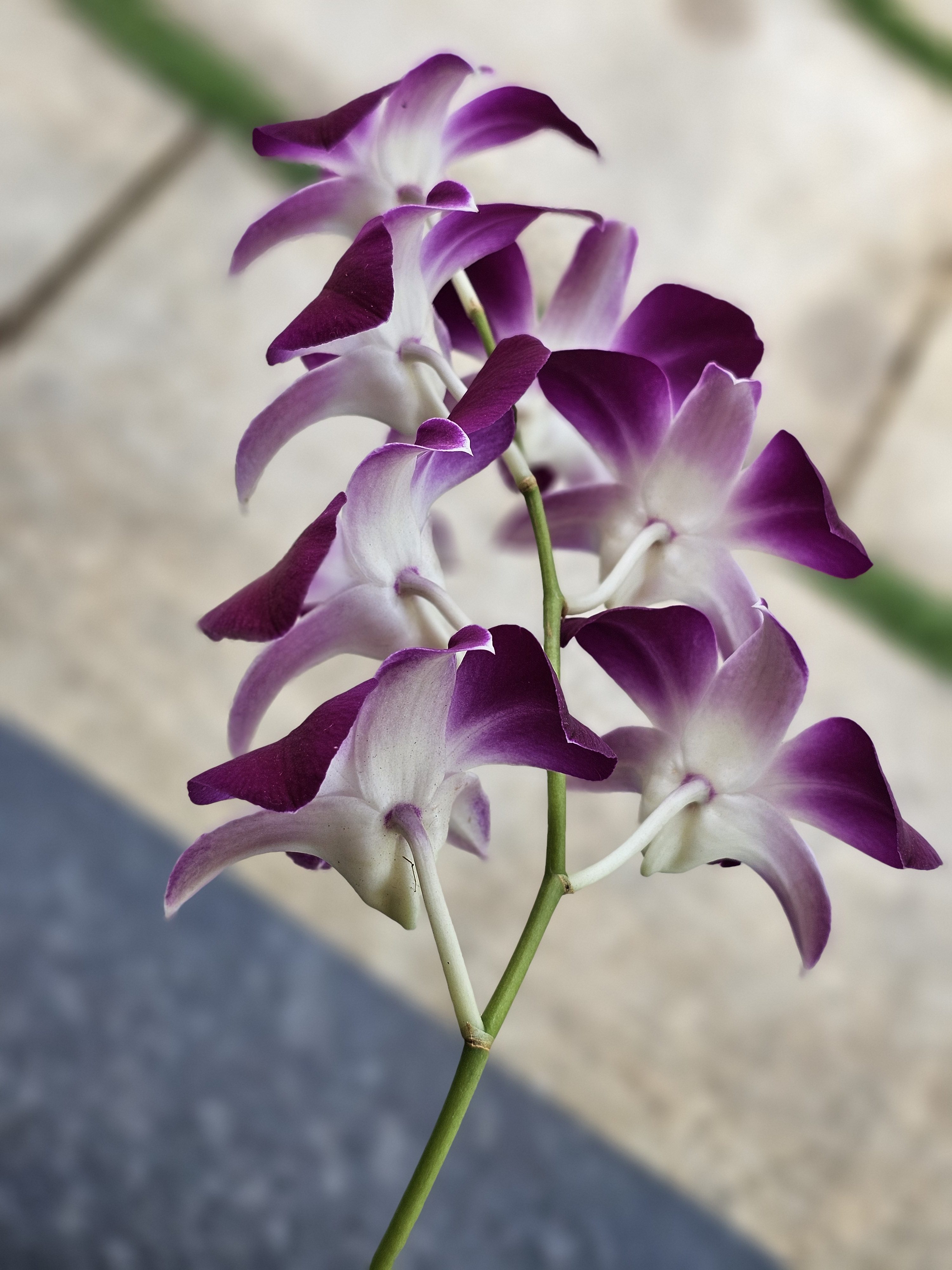 Close-up view of purple and white orchid flowers blooming on a green stem from the top. The soft background highlights the elegant petal details. Captured in natural light at Perumanna, Kozhikode, Kerala.