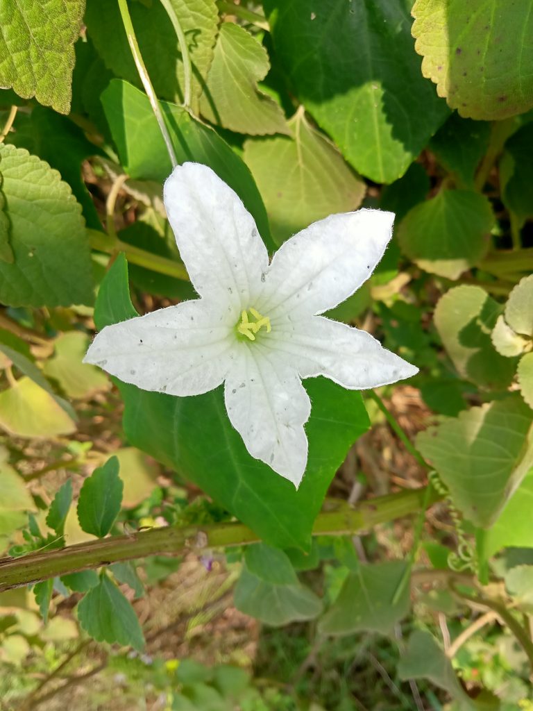 A white flower with leaves under the sky at Kawtoli, Brahmanbaria, Bangladesh