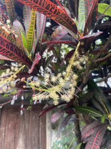 A close-up view of vibrant, multicolored leaves with red veins and yellow edges, accompanied by delicate clusters of small, pale flowers and budding pink 