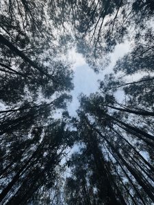 

A view looking up at tall trees, with a clear blue sky framed by the dense canopy.