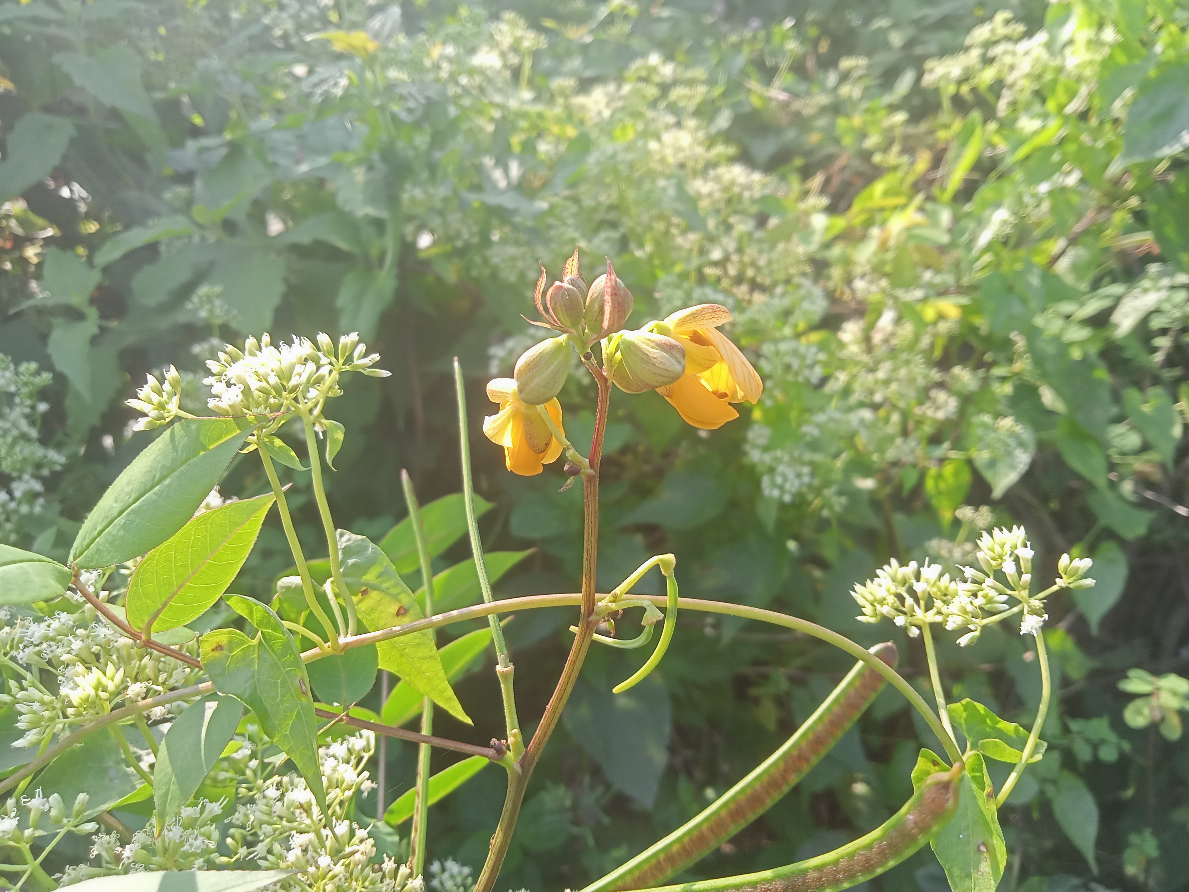 A close-up view of a yellow flowering plant with bell-shaped blooms, surrounded by lush green foliage and small white flowers.