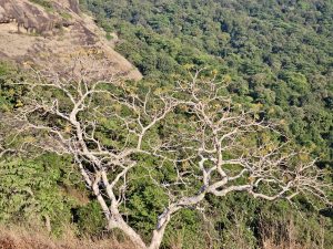 A wide, bare tree spreads its branches across the lush green forest valley near Kanheri Caves in Mumbai, creating a striking contrast. 