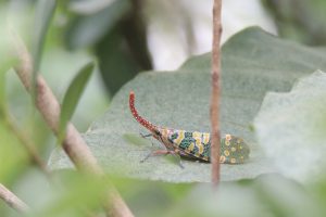 A colorful insect with a long, curved, reddish antenna is perched on a green leaf. 