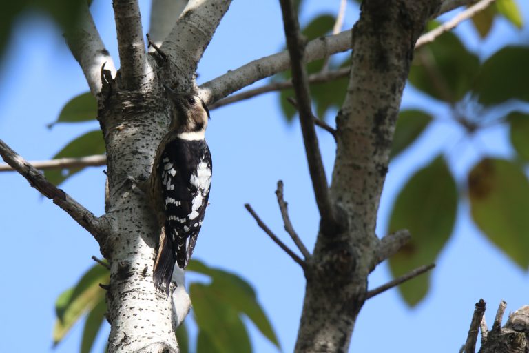 A Spotted Nutcracker clings to a light tree trunk, its black-and-white body and striped face set against a clear blue sky.