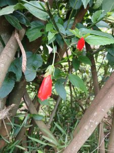 

A close-up of red flower buds hanging from green foliage in a natural setting.