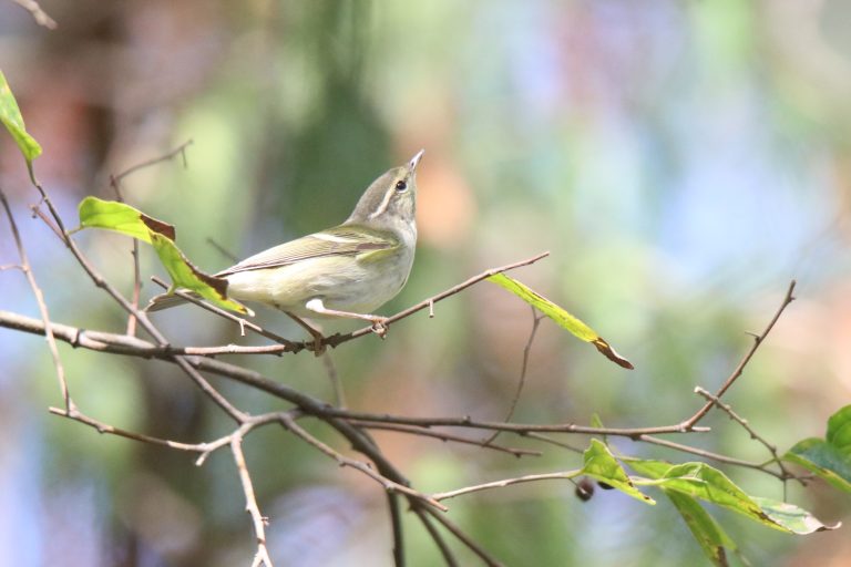 A Radde's Warbler sits on a thin brown branch, a clear white stripe above its eye. It looks upward to the left.