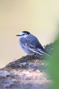 A small, grey and white bird with a black cap is perched on a mossy rock.