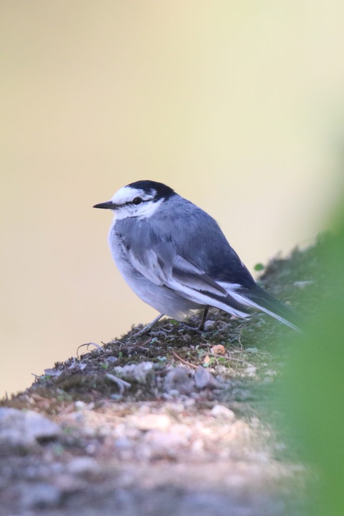 A small, grey and white bird with a black cap is perched on a mossy rock.